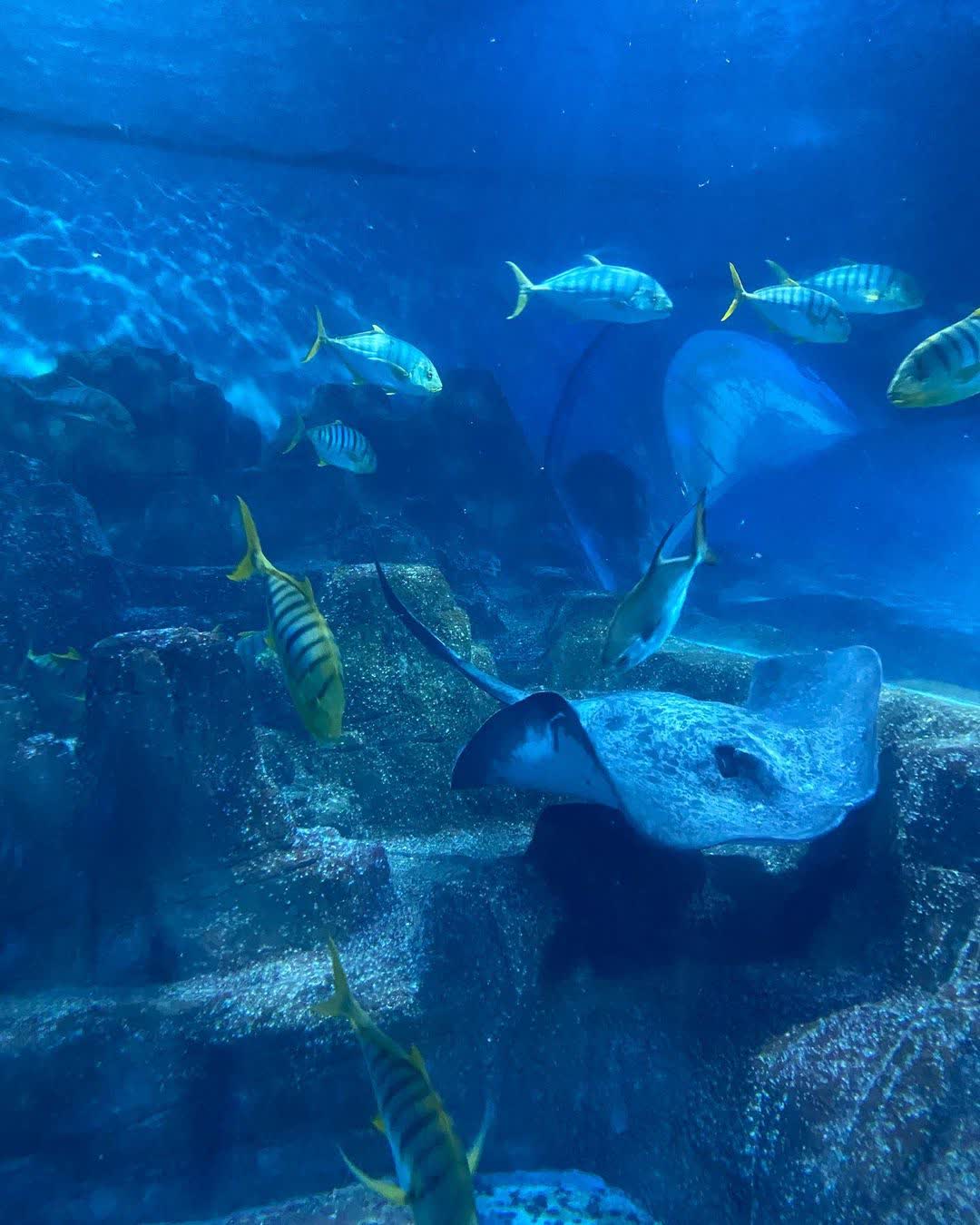 遠雄海洋公園 | 去趣 chicTrip