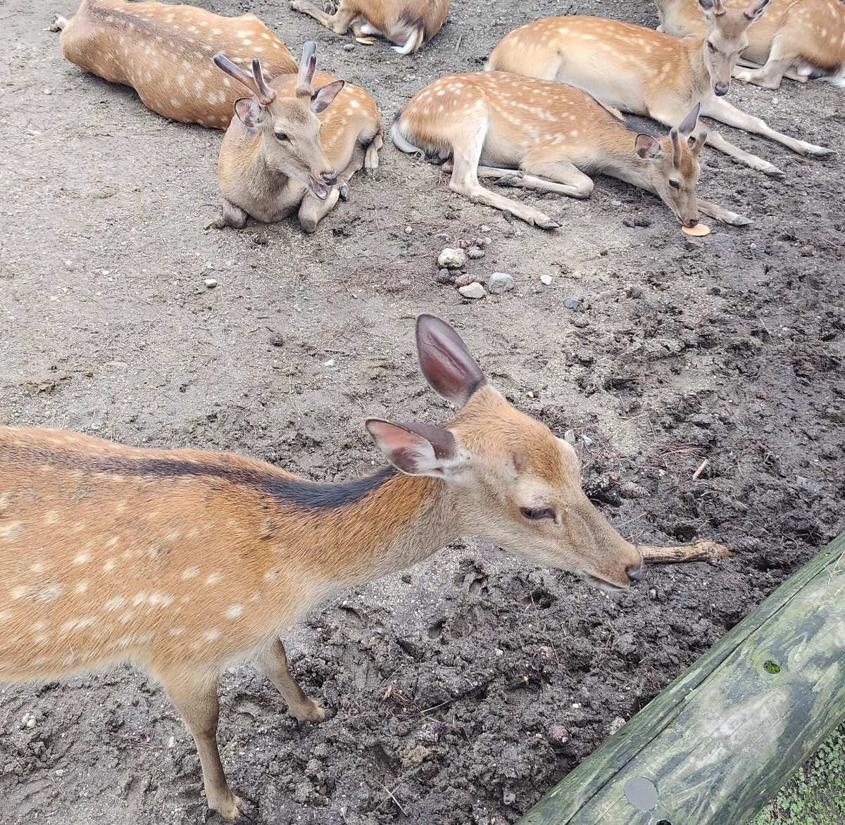 奈良公園 | 去趣 chicTrip