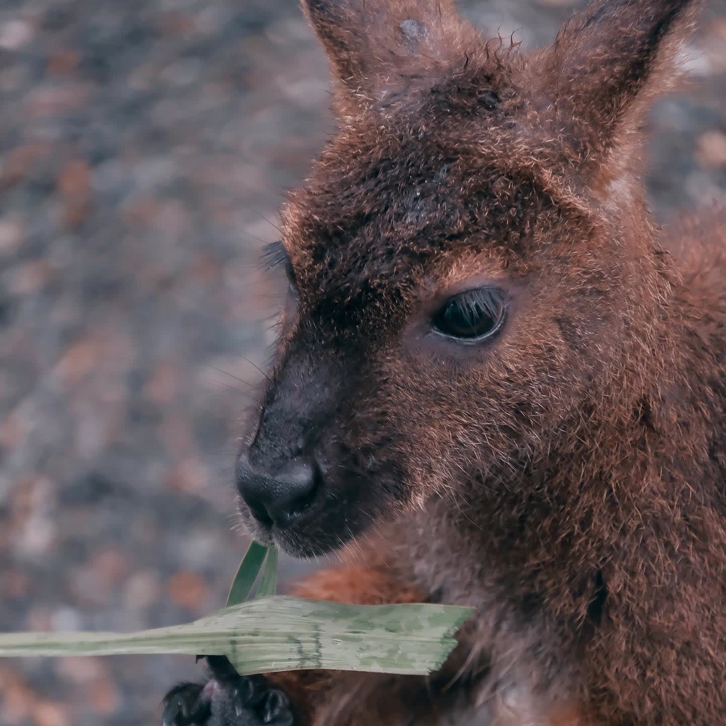張美阿嬤農場（月森甯手作工坊） | 去趣 chicTrip