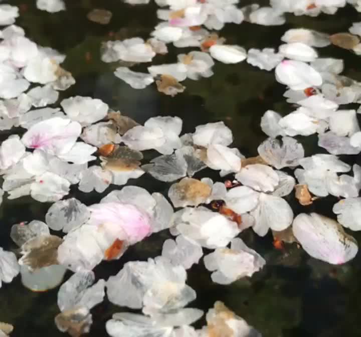 天龍寺 | 去趣 chicTrip