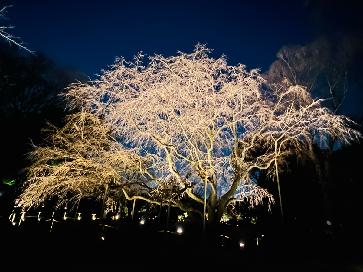 六義園 | 去趣 chicTrip