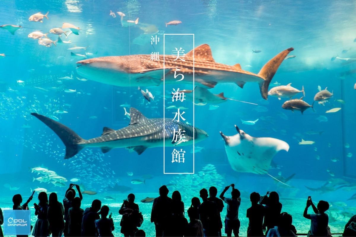 沖繩美麗海水族館 | 去趣 chicTrip