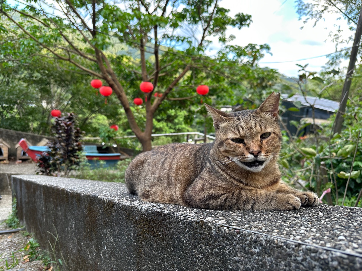 猴硐貓村 | 去趣 chicTrip