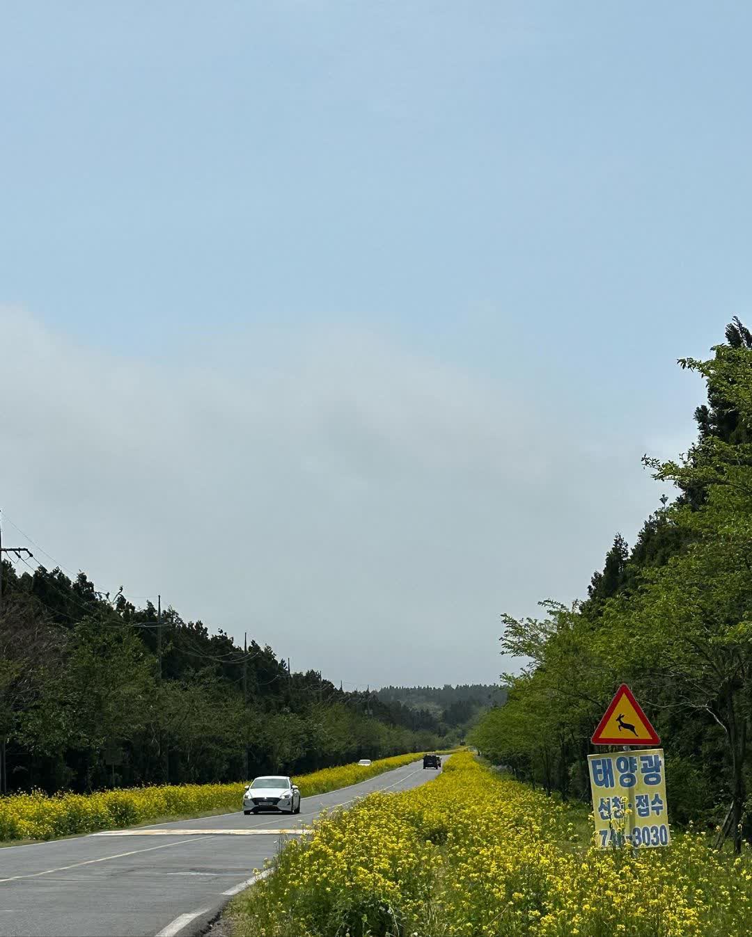 녹산로 유채꽃길 | 去趣 chicTrip