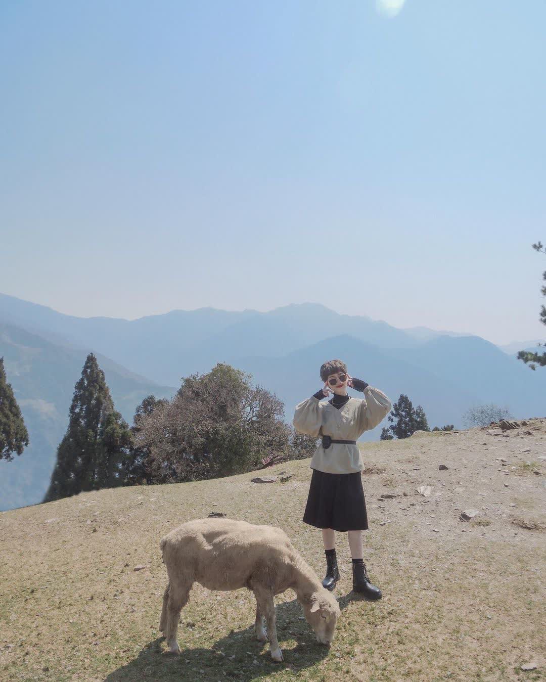 清境農場綿羊秀 | 去趣 chicTrip