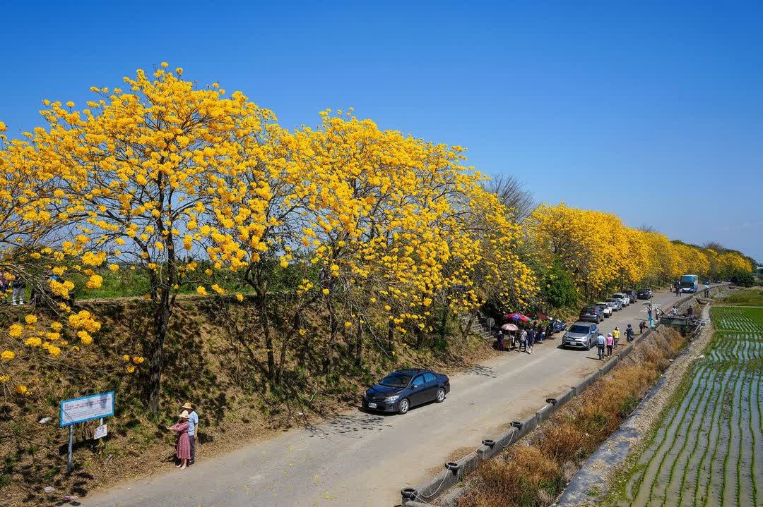 黃花風鈴木 朴子溪畔