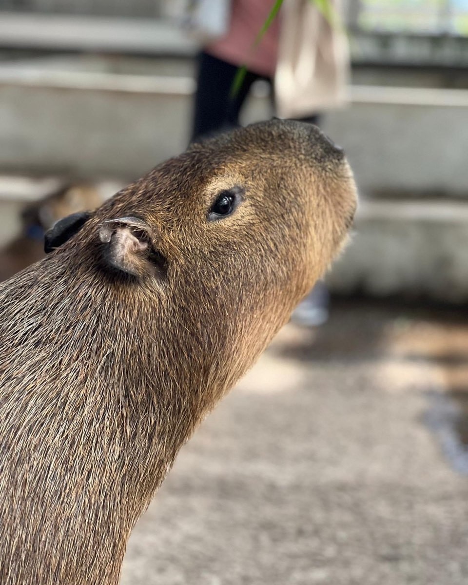 金車礁溪蘭花園附設動植物生態館 | 去趣 chicTrip