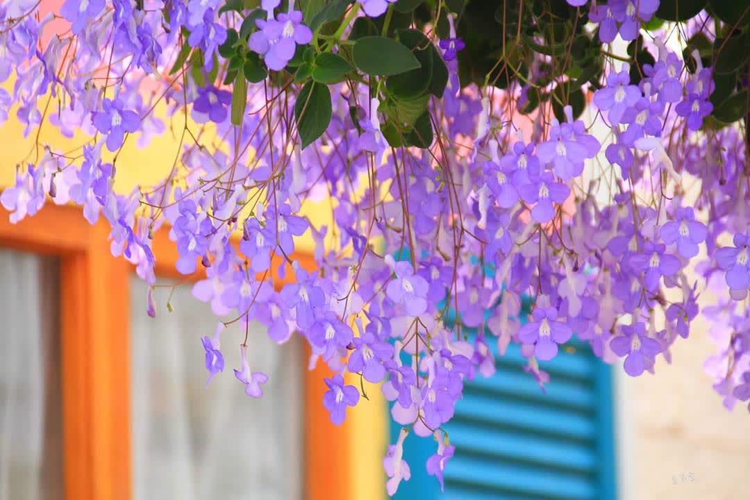 菁芳園 落羽松景觀餐廳 | 去趣 chicTrip