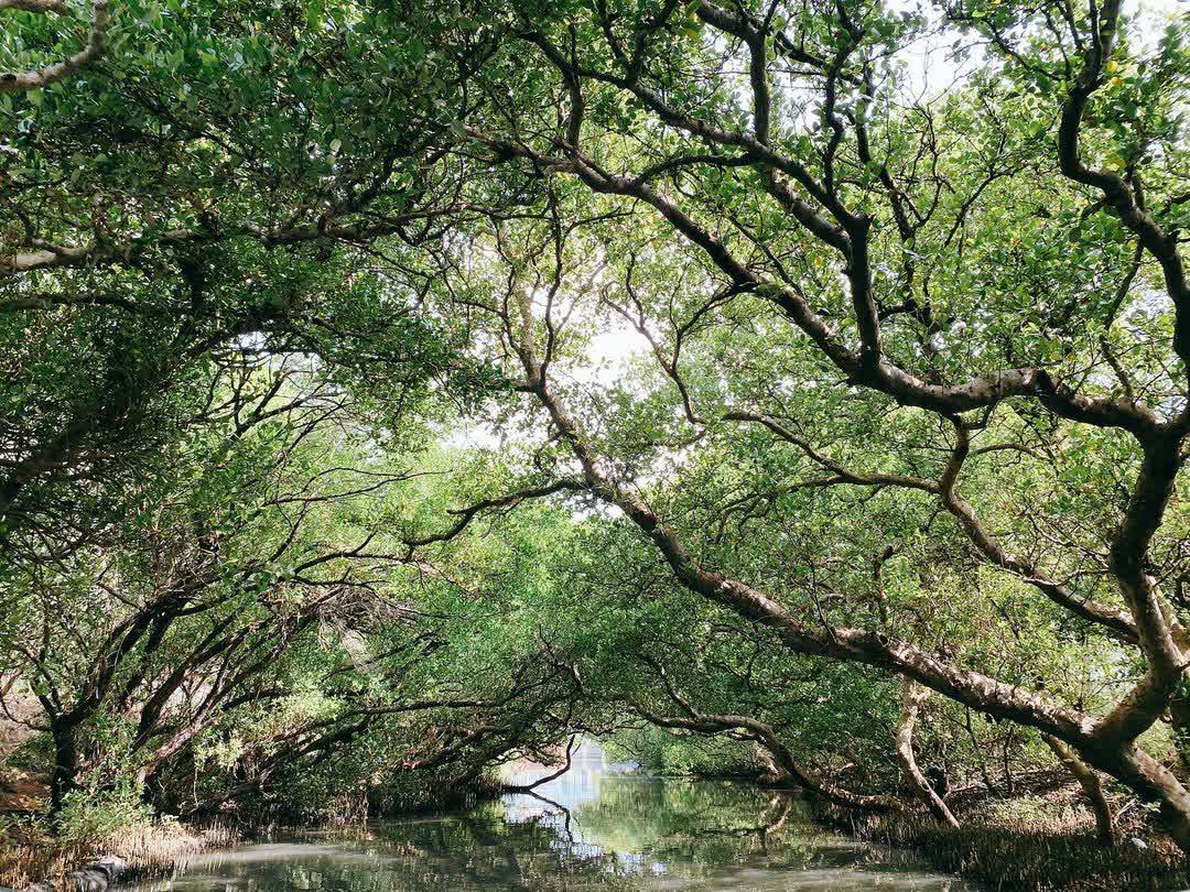 四草綠色隧道 | 去趣 chicTrip