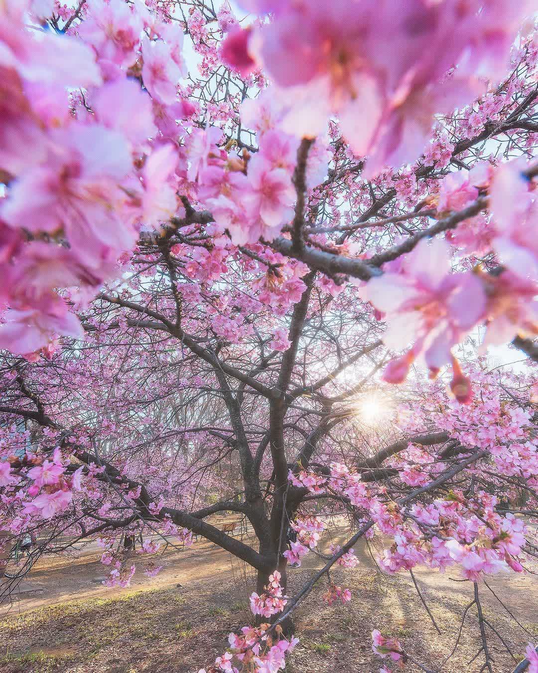 代代木公園 | 去趣 chicTrip