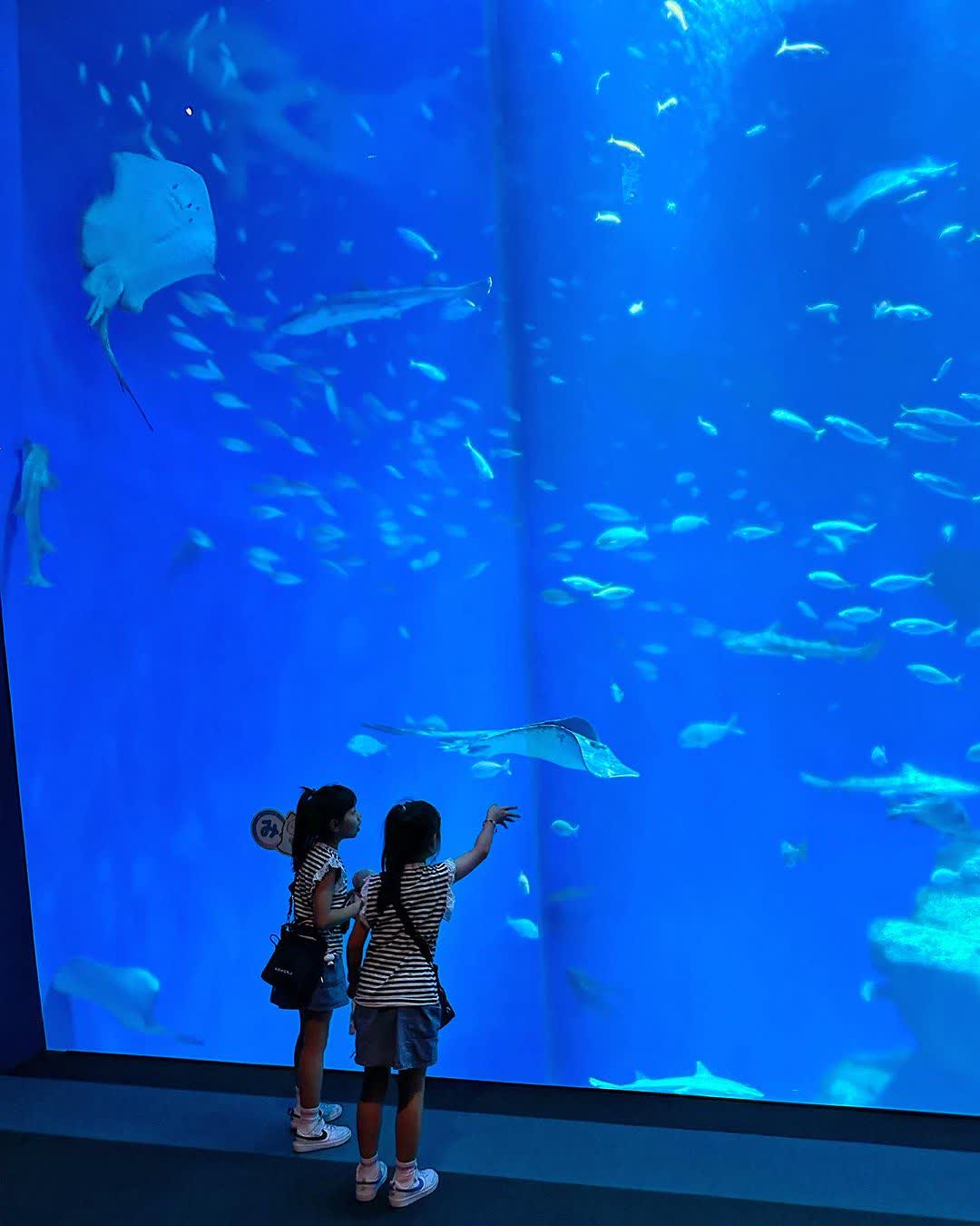 海洋世界茨城縣大洗水族館 | 去趣 chicTrip