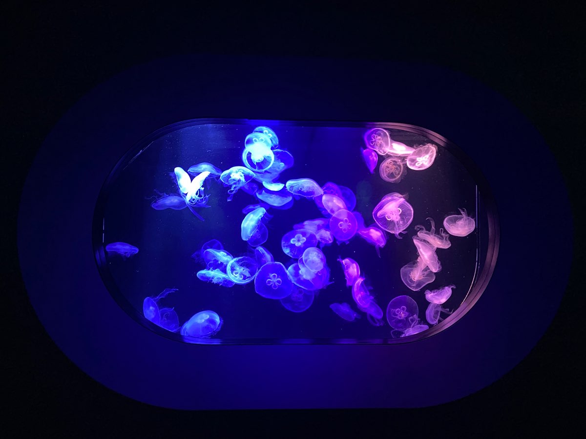 海洋世界海之中道 | 去趣 chicTrip