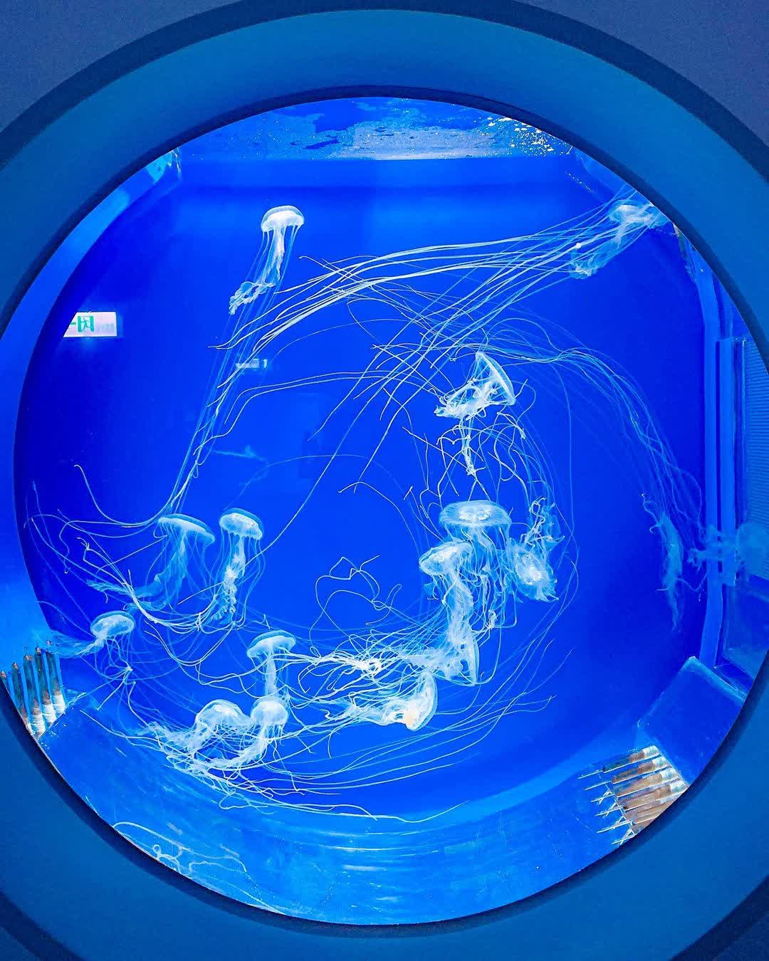 Xpark 水族館 | 去趣 chicTrip