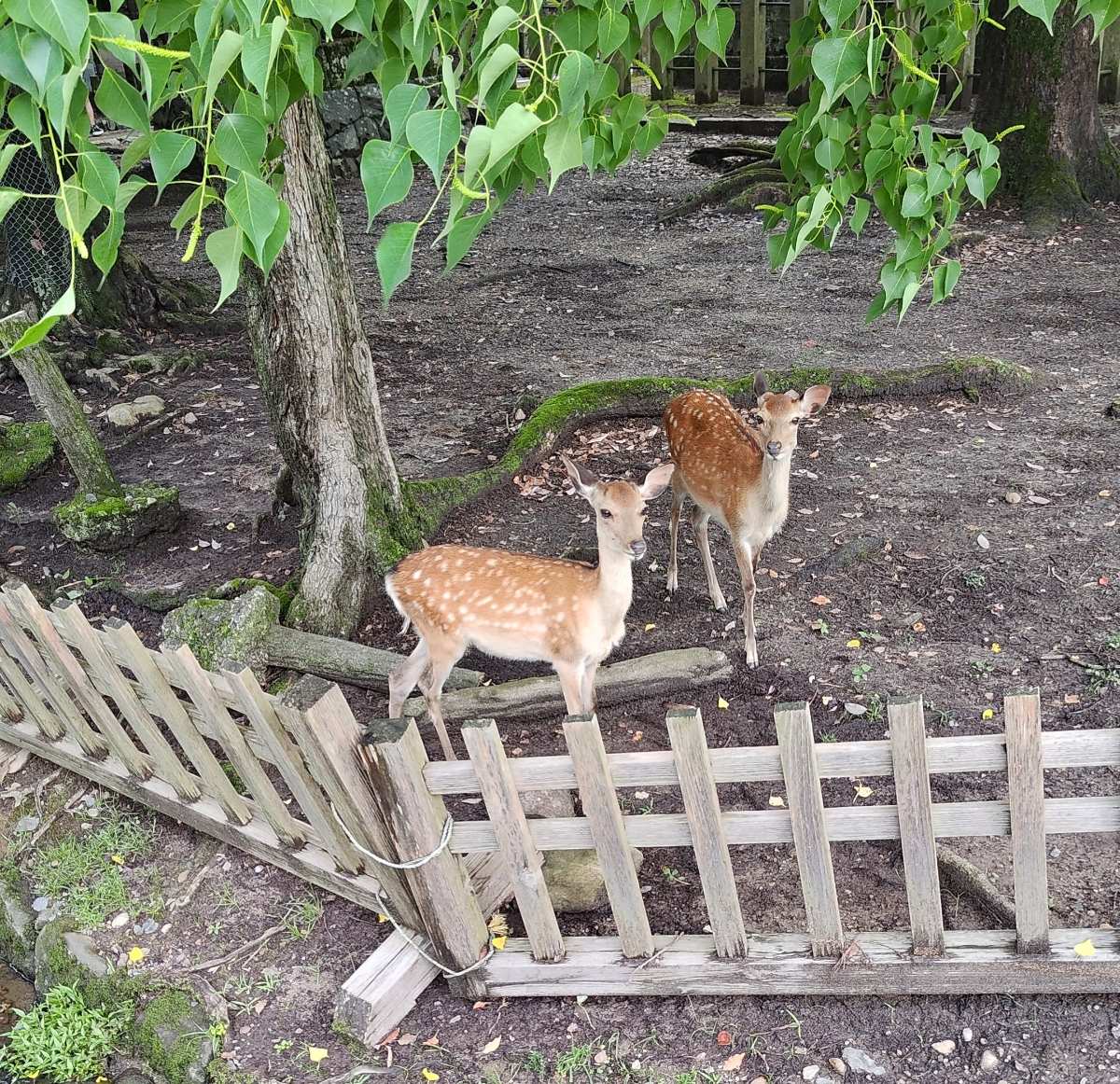 奈良公園 | 去趣 chicTrip