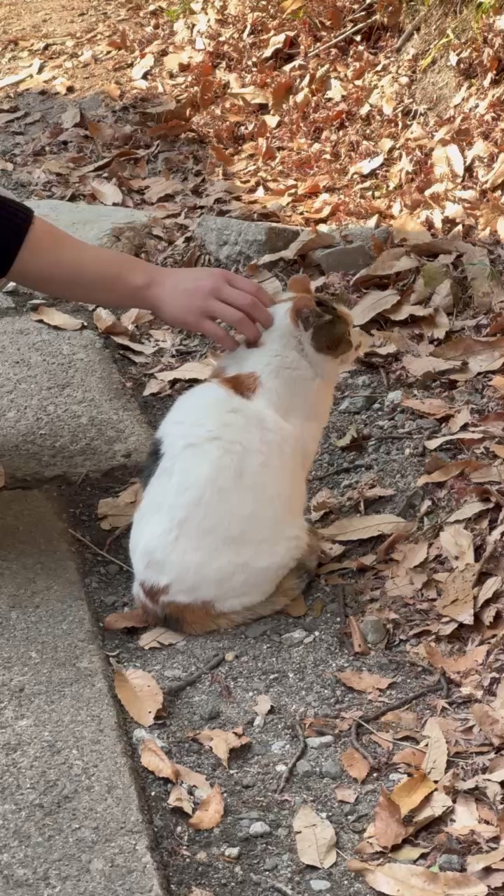 伏見稻荷大社 | 去趣 chicTrip