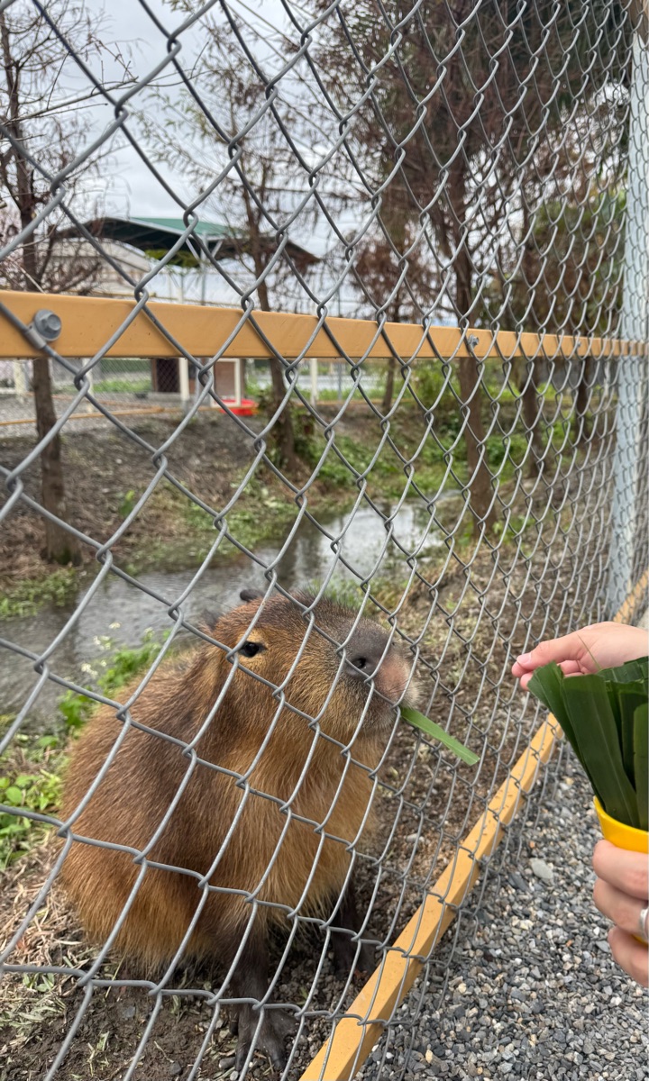星夢森林劇場 | 去趣 chicTrip