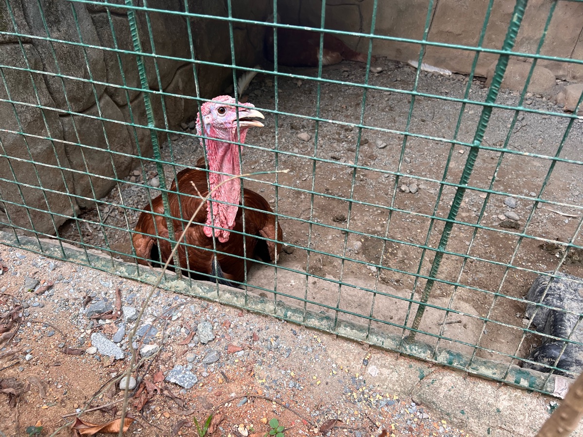 PUGAD Pugo Adventure | 去趣 chicTrip