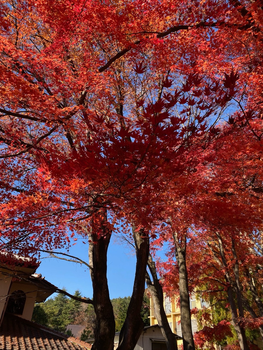 河口湖楓葉迴廊 | 去趣 chicTrip