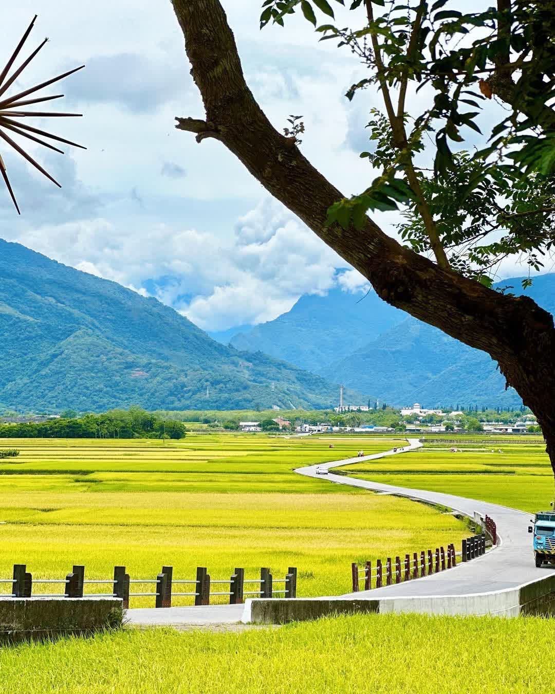 臺東池上錦新三號道路 伯朗大道 | 去趣 chicTrip