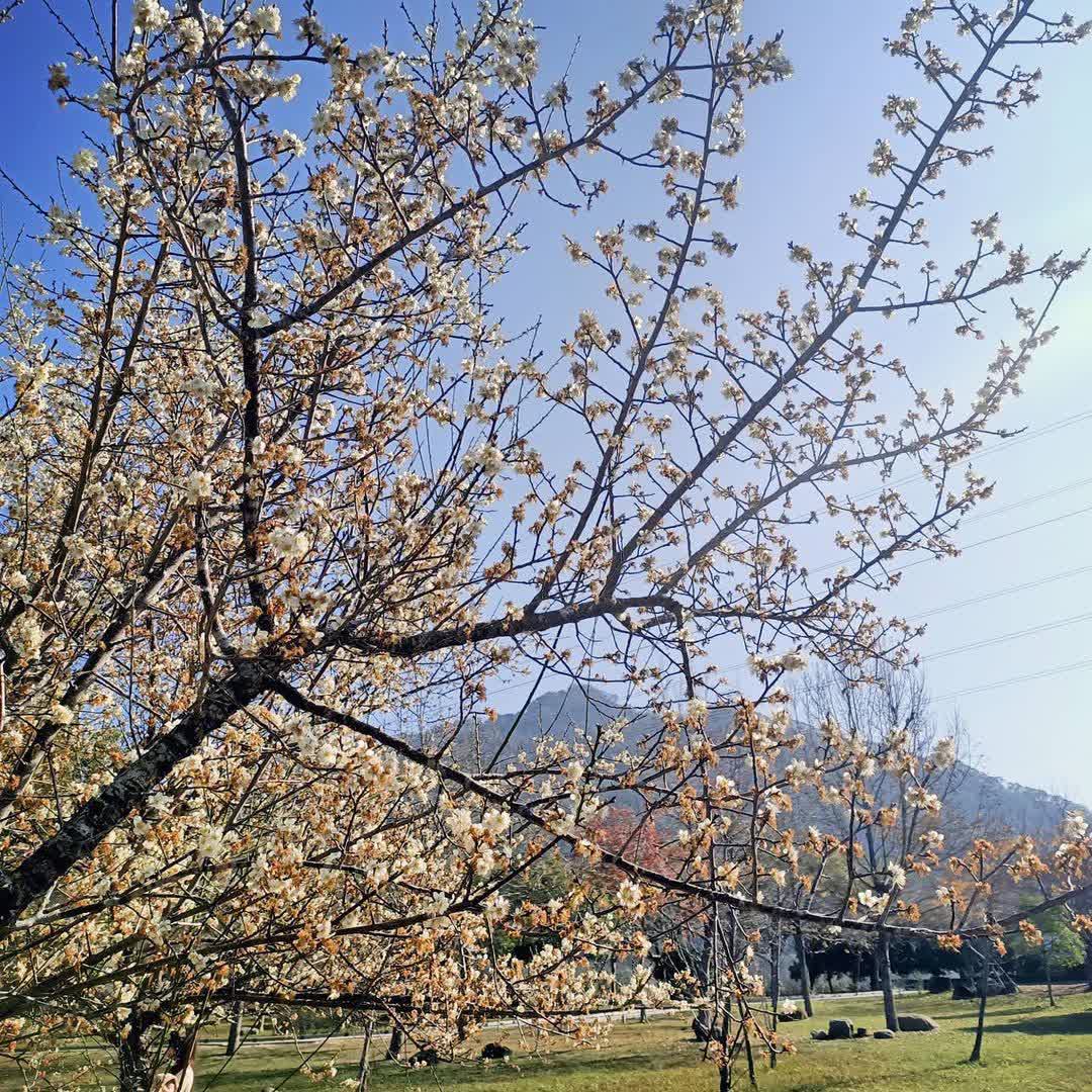 雪霸國家公園武陵遊客中心 | 去趣 chicTrip