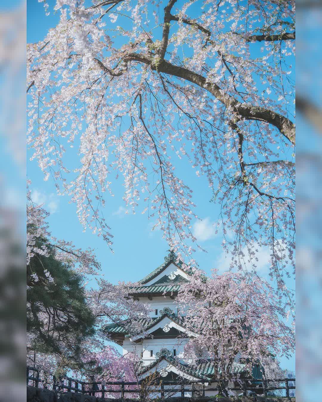 弘前城 | 去趣 chicTrip