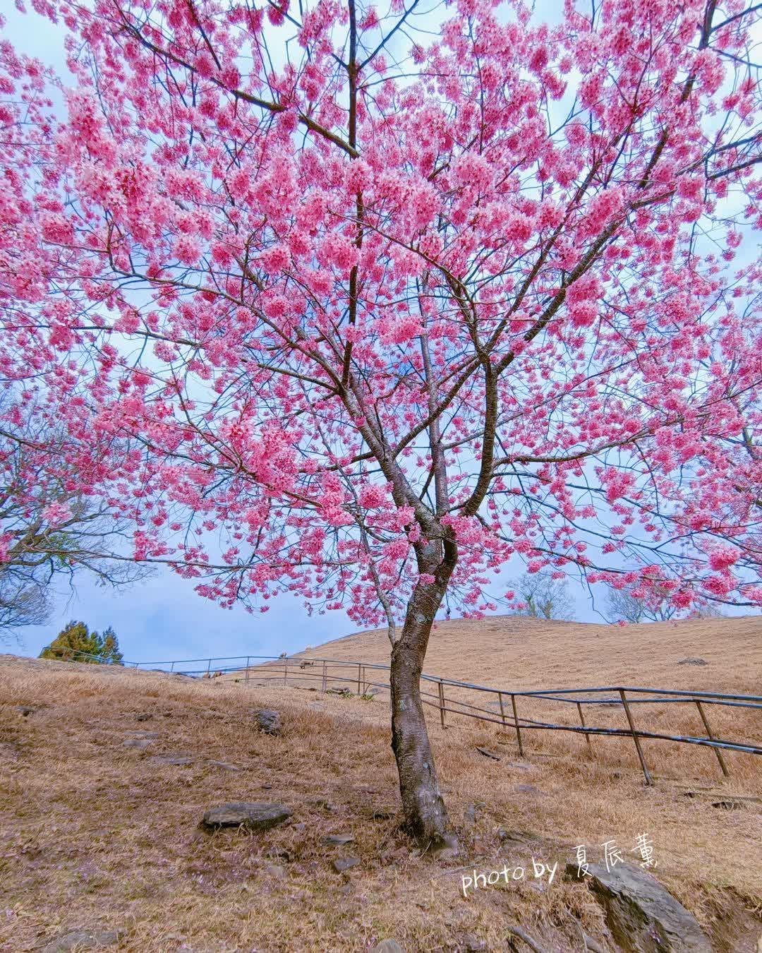 清境農場青青草原 | 去趣 chicTrip