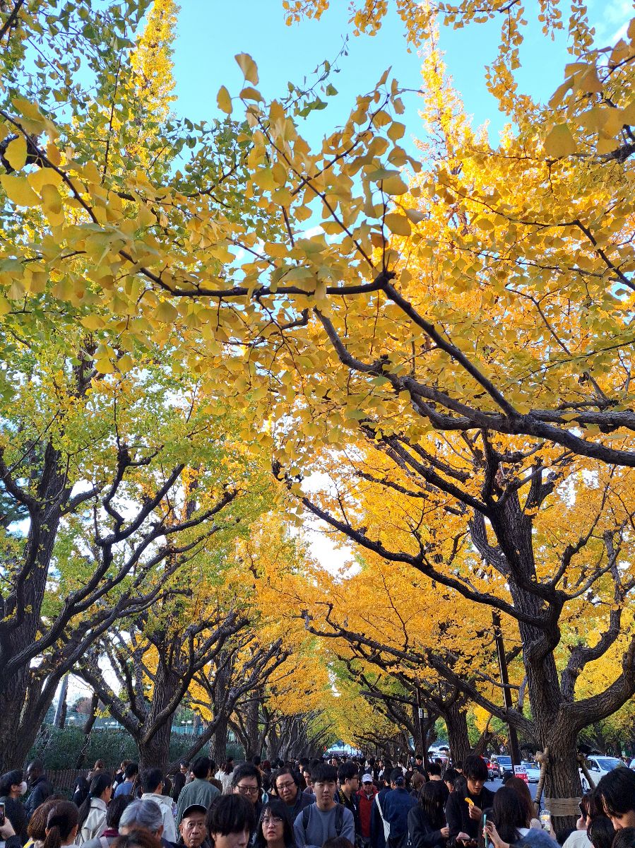 明治神宮外苑 | 去趣 chicTrip