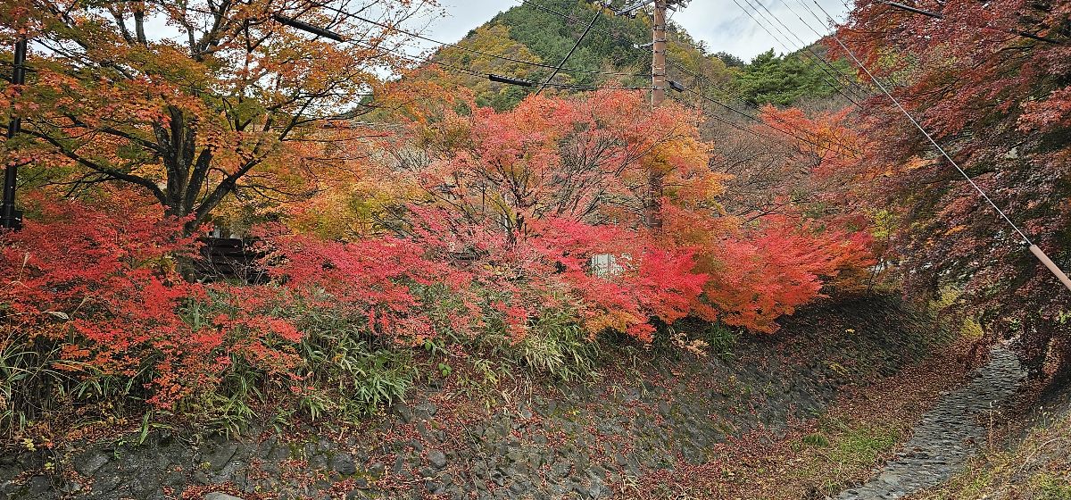 河口湖楓葉迴廊 | 去趣 chicTrip