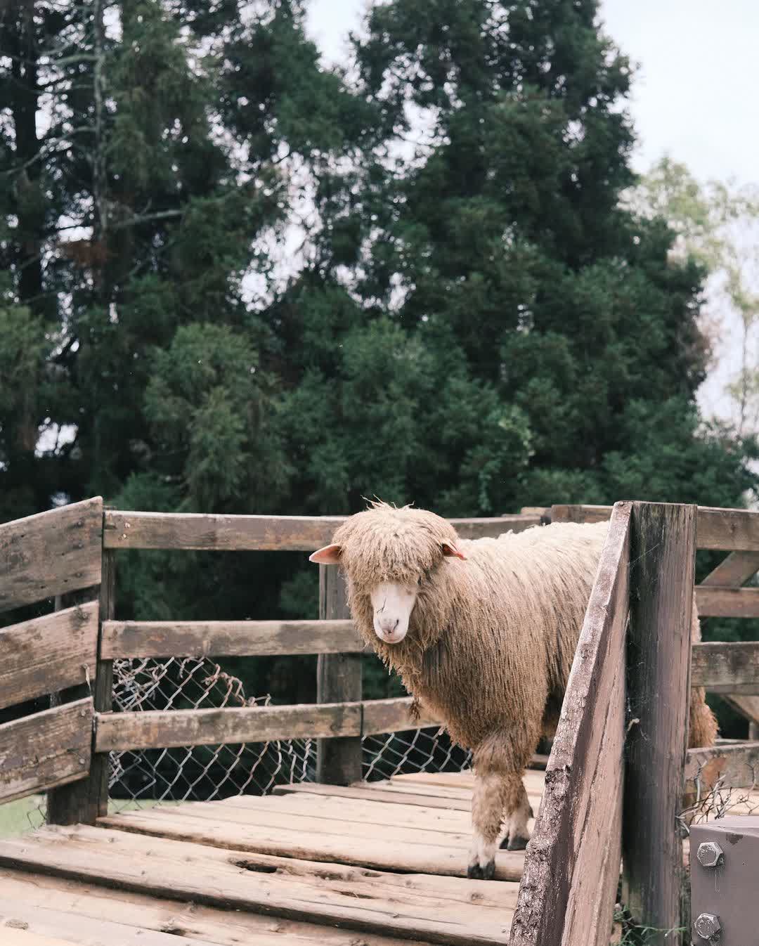 清境農場青青草原 | 去趣 chicTrip