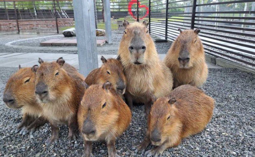 星夢森林劇場 | 去趣 chicTrip