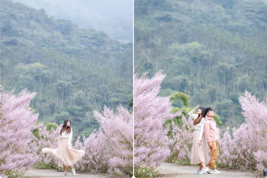 古坑麝香木祕境