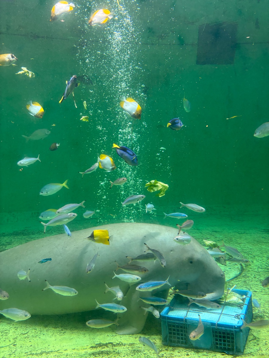 鳥羽水族館 | 去趣 chicTrip