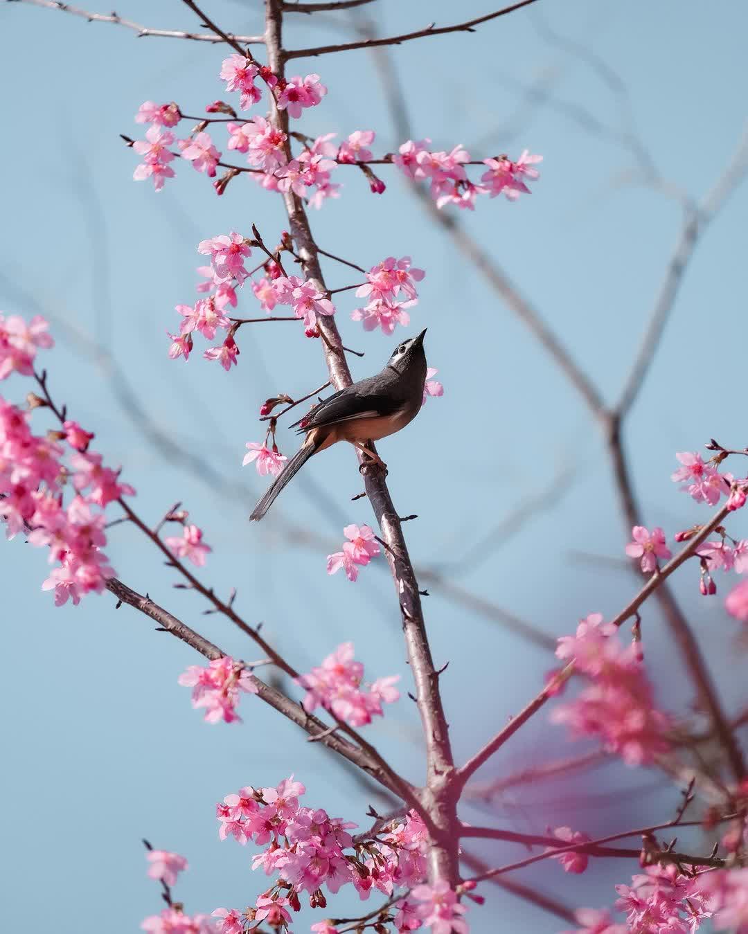 司馬庫斯 | 去趣 chicTrip