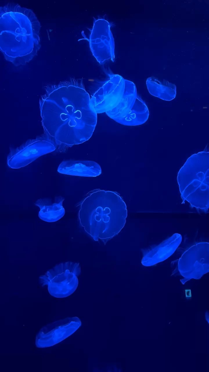 沖繩美麗海水族館 | 去趣 chicTrip