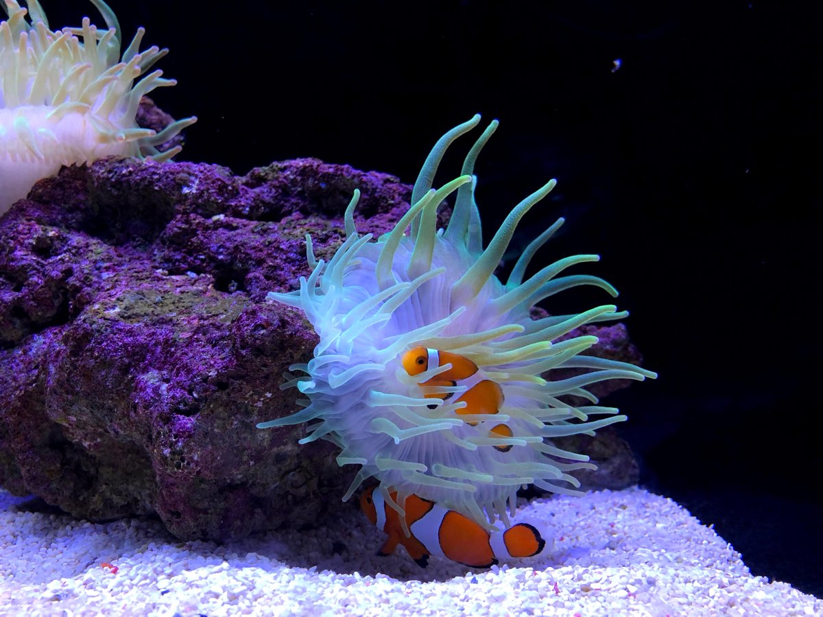 墨田水族館 | 去趣 chicTrip