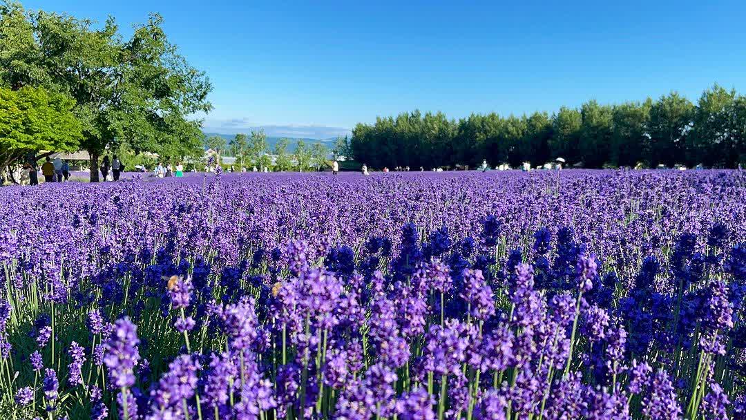 富田農場 | 去趣 chicTrip