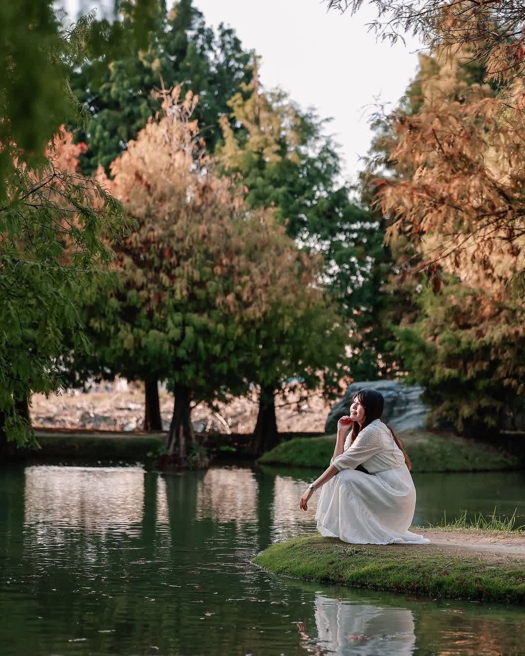 青埔落羽松秘境 | 去趣 chicTrip