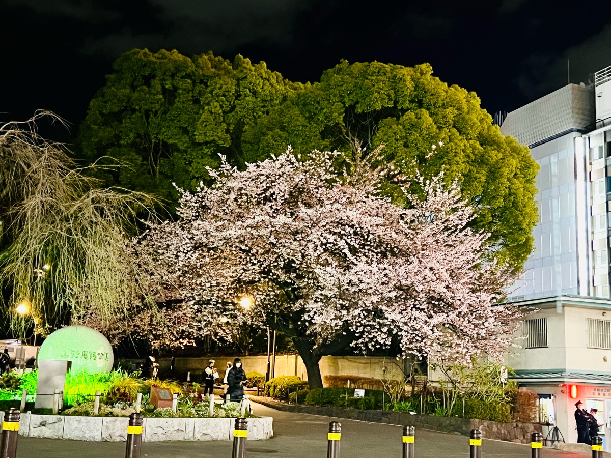 上野恩賜公園 | 去趣 chicTrip