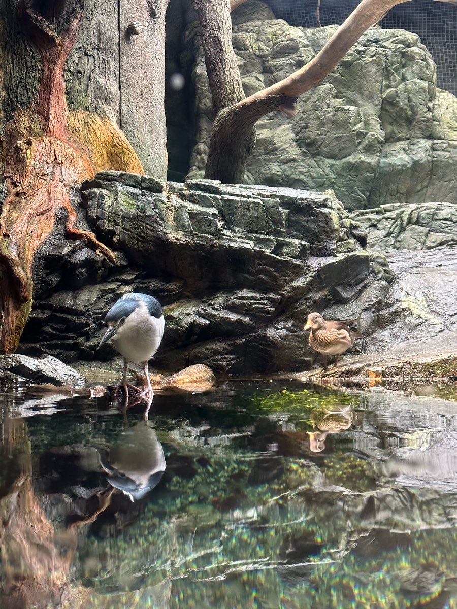 海遊館 | 去趣 chicTrip