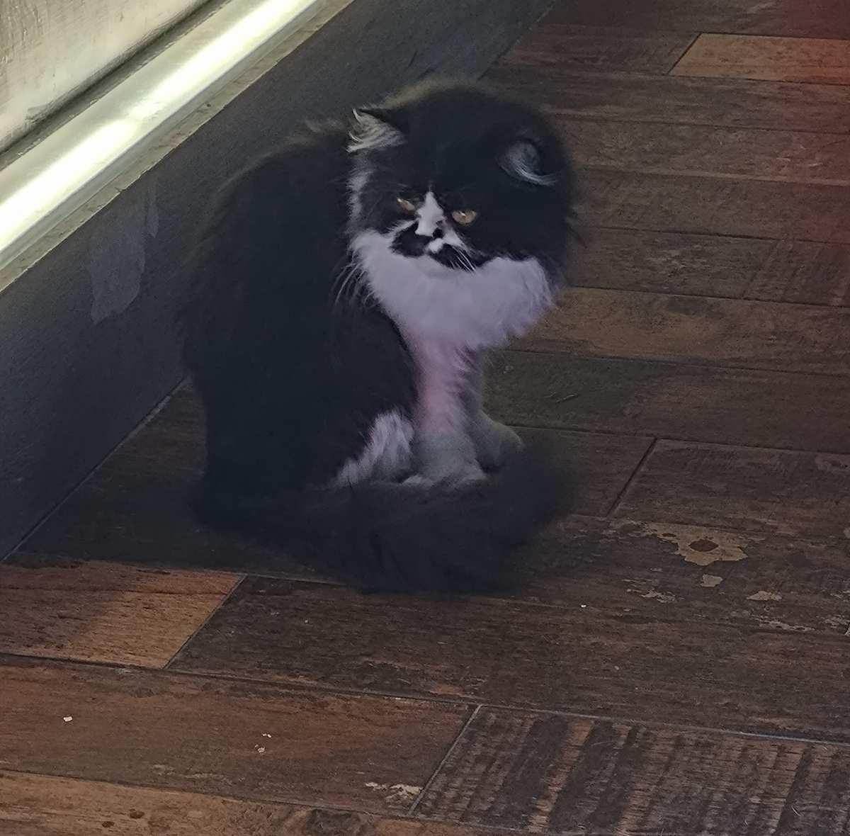 海島咖啡館｜貓咪咖啡館｜寵物友善 | 去趣 chicTrip