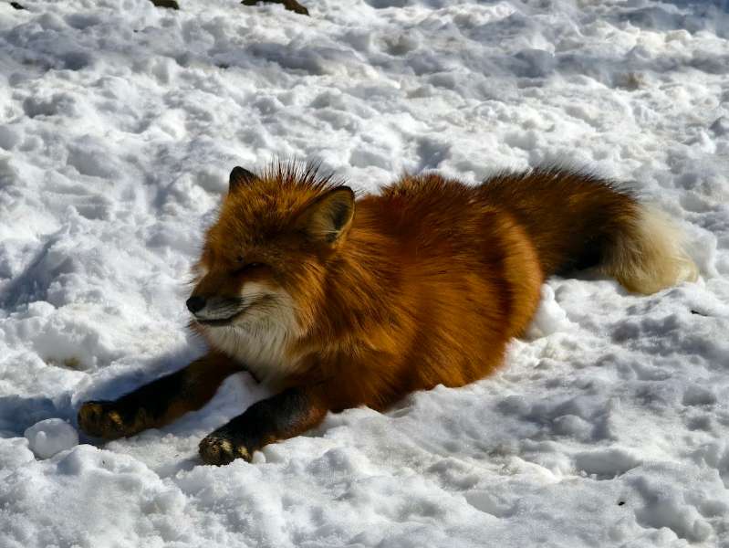 宮城藏王狐狸村 | 去趣 chicTrip