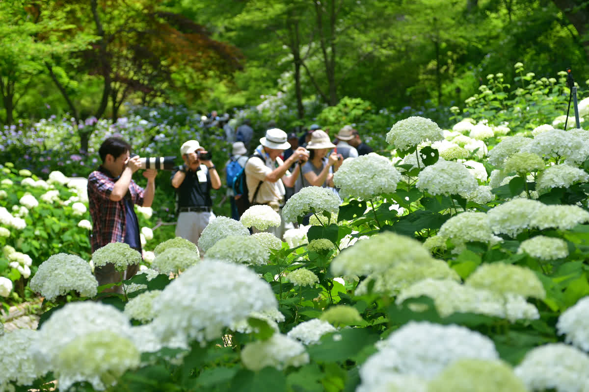 神戶市立森林植物園 | 去趣 chicTrip