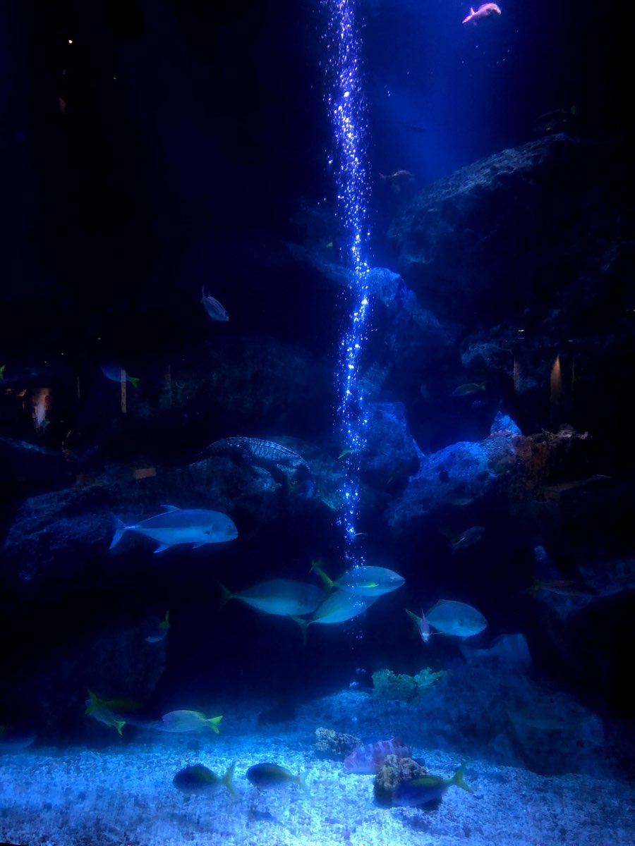 墨田水族館 | 去趣 chicTrip