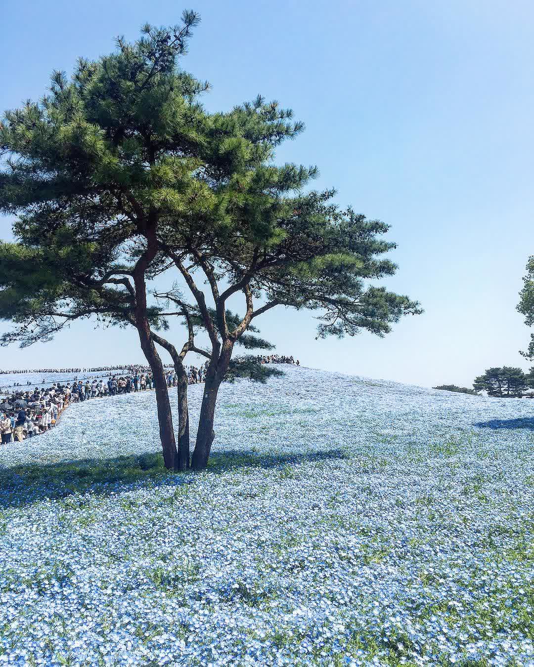 國營常陸海濱公園 | 去趣 chicTrip