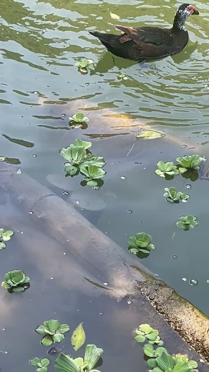 望龍埤 | 去趣 chicTrip