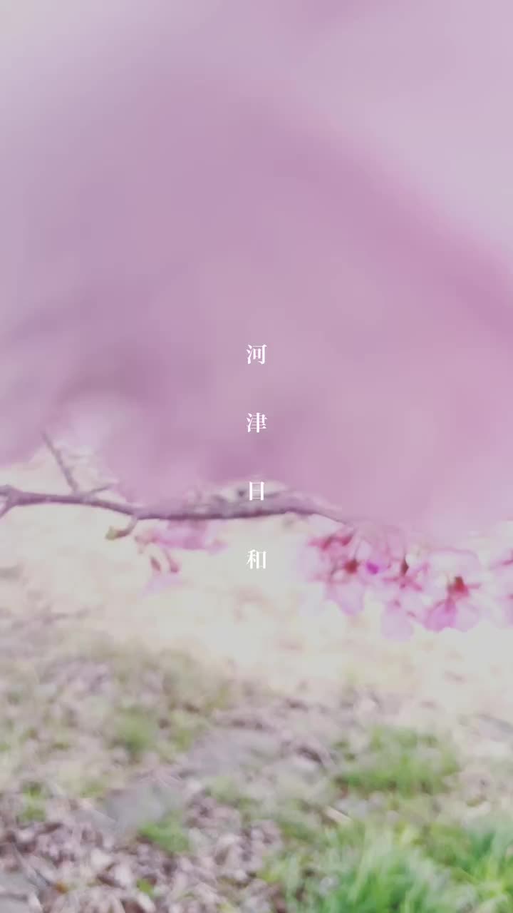 Kawazu Cherry Blossoms | 去趣 chicTrip