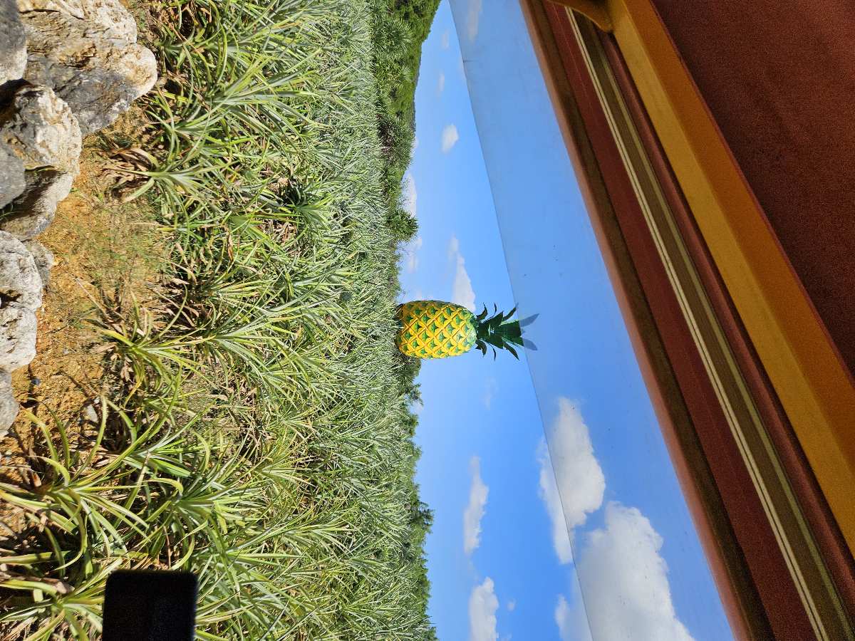 Nago Pineapple Park | 去趣 chicTrip