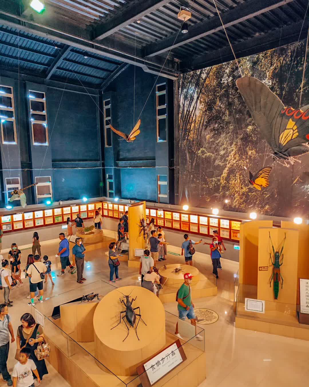 嘉大昆蟲館 | 去趣 chicTrip