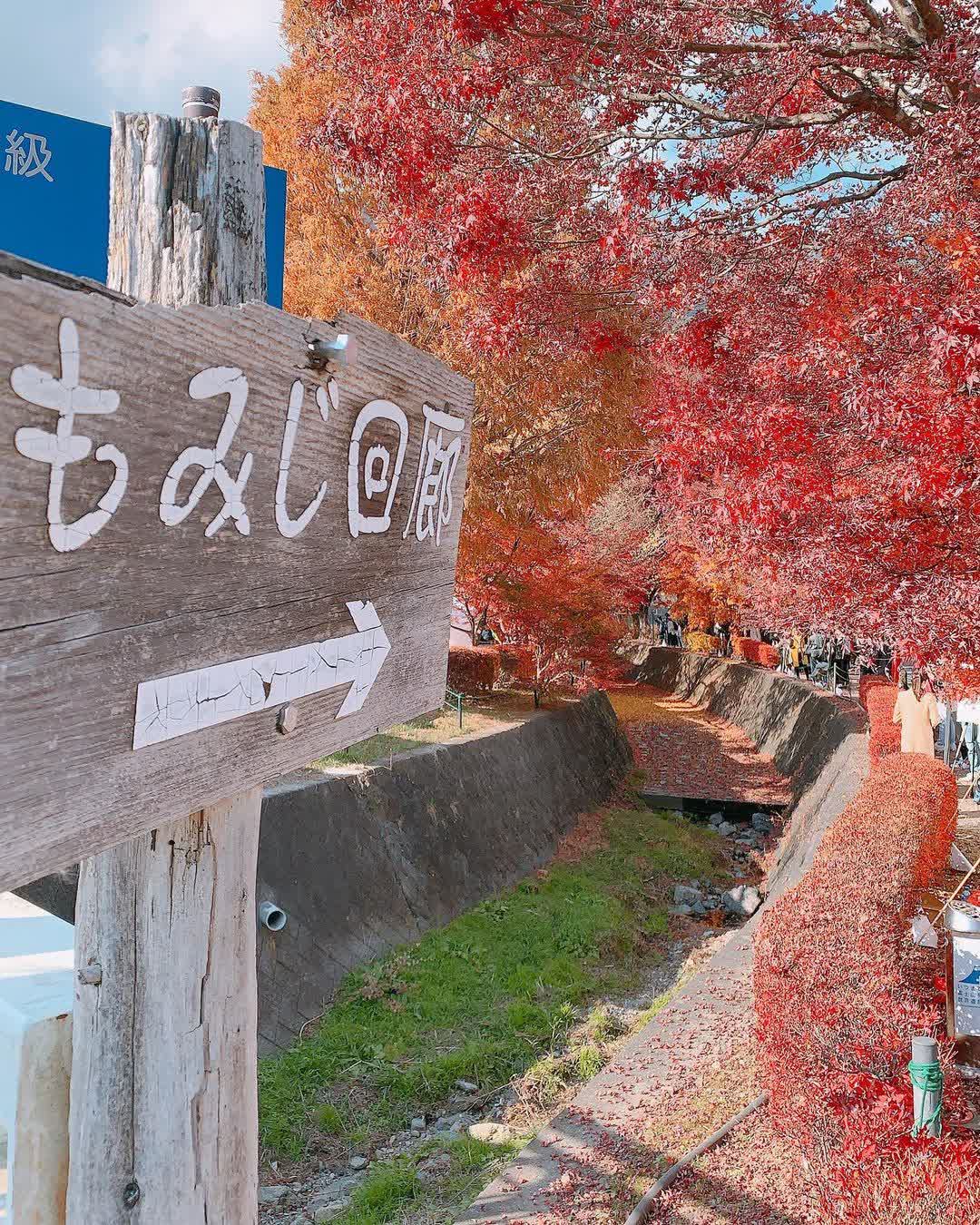 河口湖楓葉迴廊 | 去趣 chicTrip