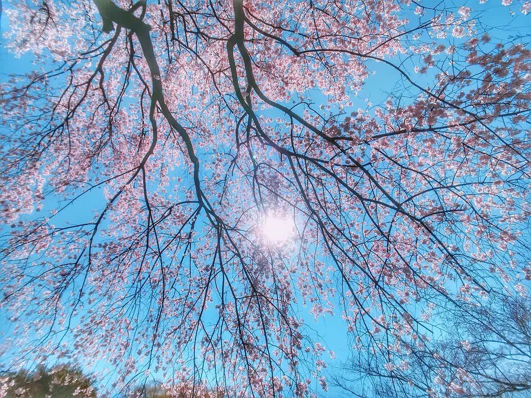 小石川後樂園 | 去趣 chicTrip